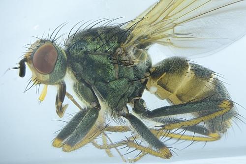 Scathophaga stercoraria